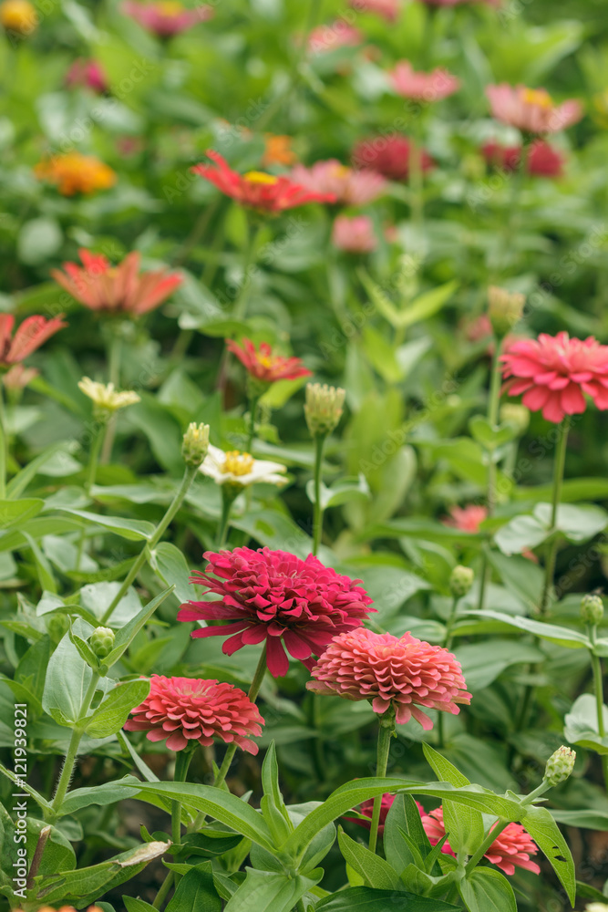 Pink zinnia  and orange in garden outdoor