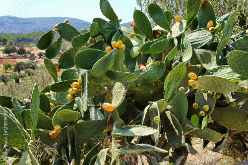 Blooming Cactus, Ibiza, Spain. photo