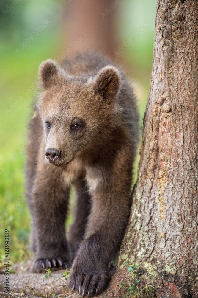 Fototapeta premium Cub of Brown bear (Ursus Arctos Arctos) in the summer forest. Natural green Background