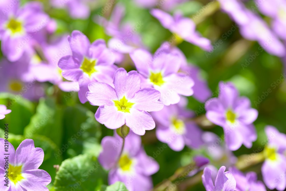 Primrose pink flowers (Primula Vulgaris). Pink primroses. Primula flowers growing in the field Primrose pink flowers (Primula Vulgaris). Pink primroses. Primula flowers growing in the field