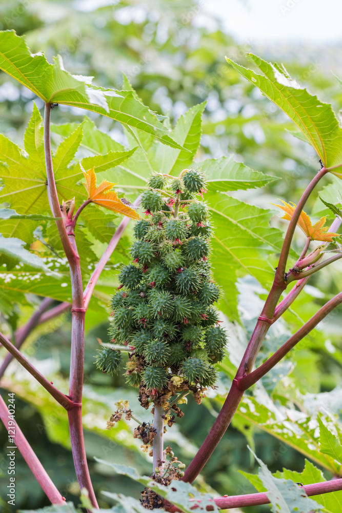 Obraz premium castor plant