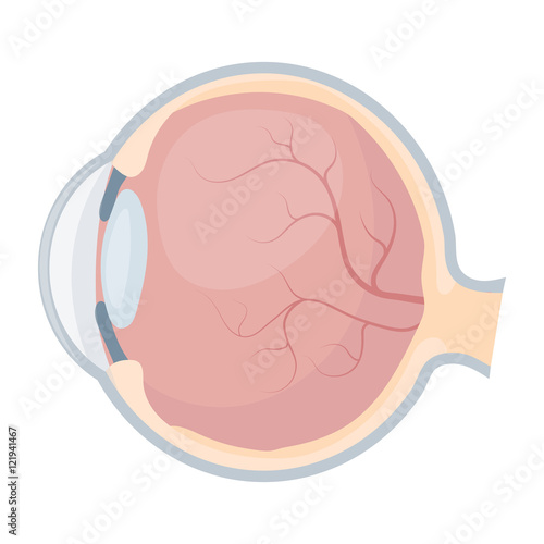 Eyeball icon in cartoon style isolated on white background. Organs symbol stock vector illustration.