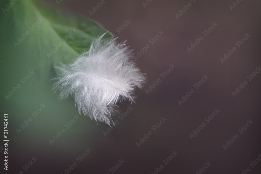 Feather on a leaf