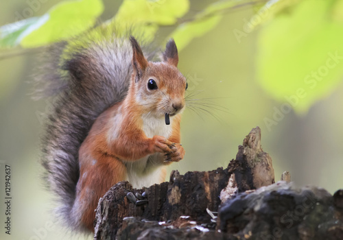 fluffy red squirrel collects in the autumn forest seeds © nataba
