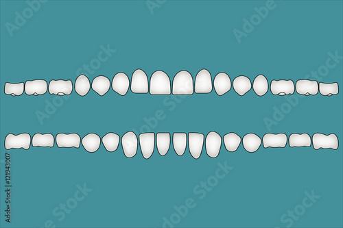 Teeth a person's front side...