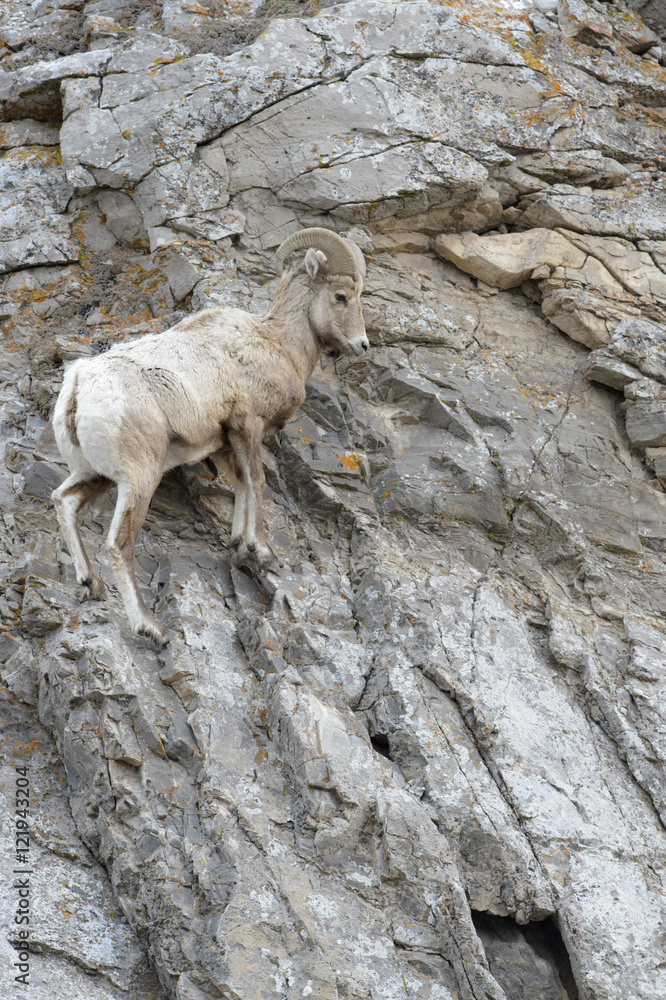 Bighorn Sheep (Ovis canadensis) ram, climbing on cliff, National Elk refuge, Jackson, Wyoming, USA. Stock Photo | Adobe