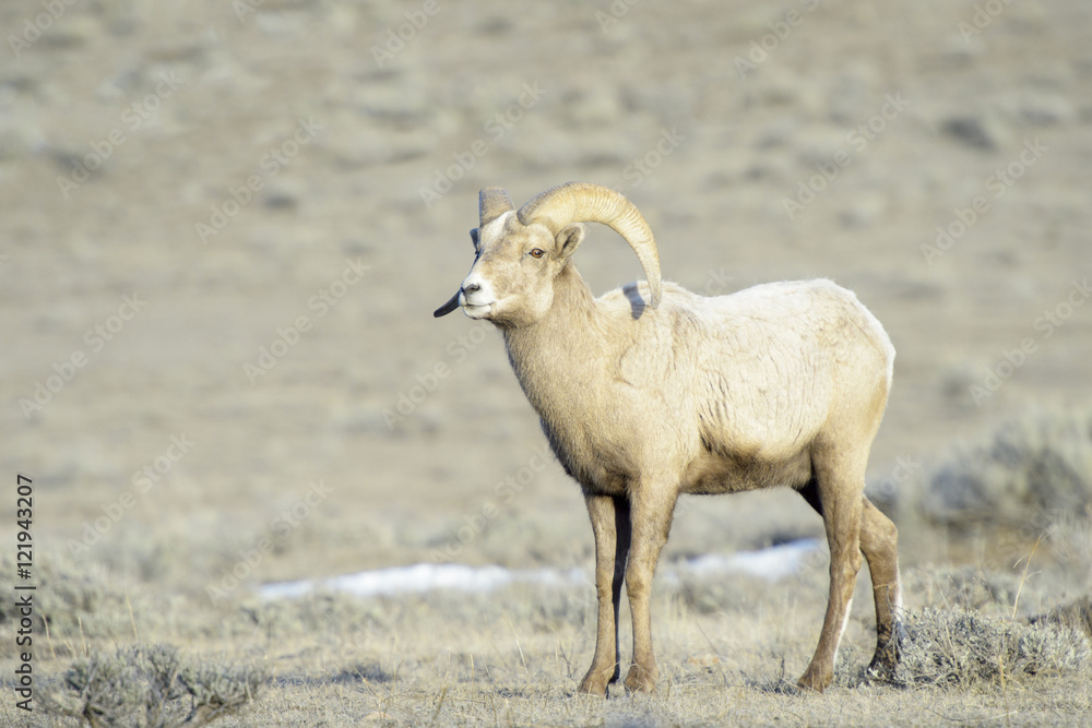Obraz premium Bighorn Sheep (Ovis canadensis) male, ram, in snow and sage during winter, National Elk refuge, Jackson, Wyoming, USA.
