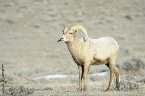 Bighorn Sheep (Ovis canadensis) male, ram, in snow and sage during winter, National Elk refuge, Jackson, Wyoming, USA.