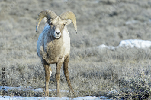 Bighorn Sheep  Ovis canadensis  male  ram  in snow and sage during winter  National Elk refuge  Jackson  Wyoming  USA.