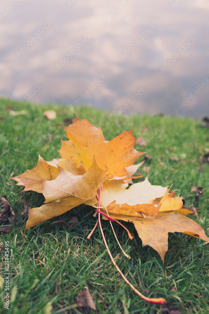 Group of Colorful autumn leaves laying on the grass via water background with copyspace for your text Group of Colorful autumn leaves laying on the grass via water background with copyspace for your text