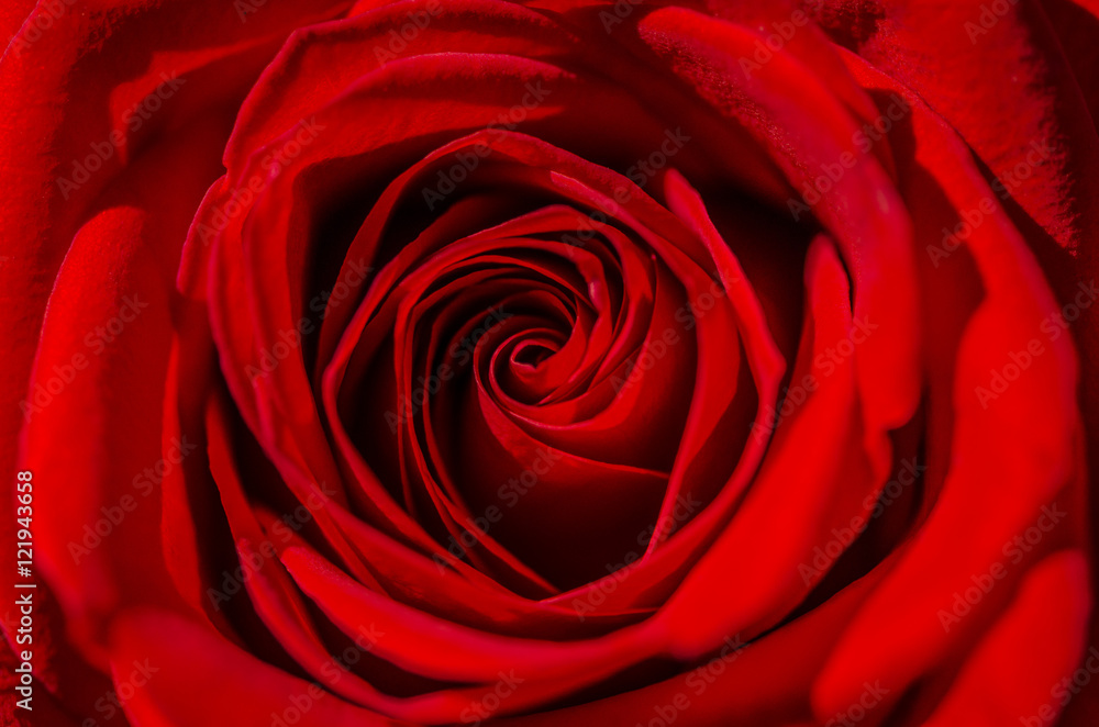 Simply Rose Simply Rose
