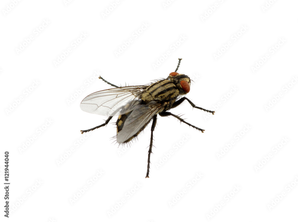fly on a white fly on a white