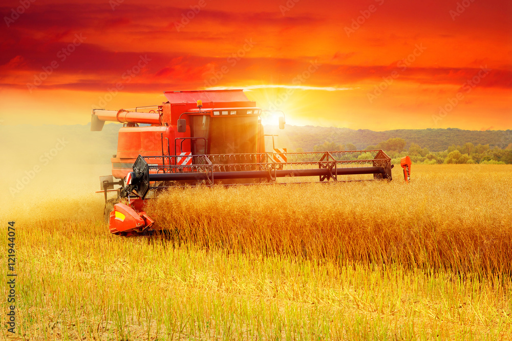 Obraz premium Combine working in field