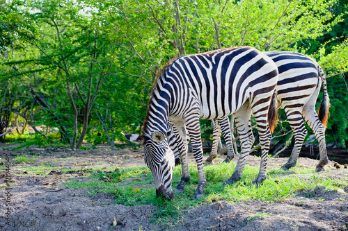 Zebras are grazing grass in open zoo