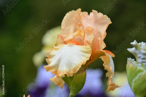 Fototapeta Naklejka Na Ścianę i Meble -  Beautiful blooming iris flower in summer garden