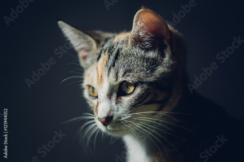 Hermione kitten Portrait photo