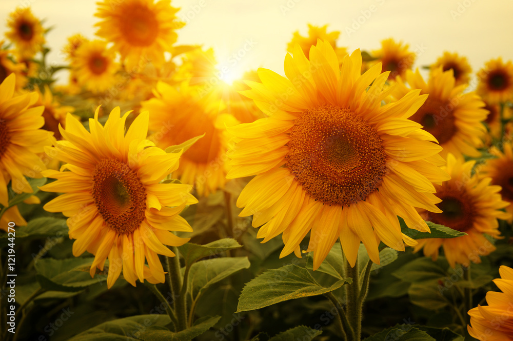 Fototapeta premium sunflowers and sun
