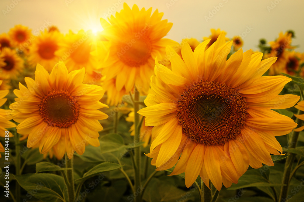 Fototapeta premium sunflowers and sun