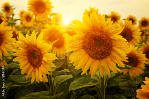 Fototapeta Naklejka Na Ścianę i Meble -   sunflowers and sun