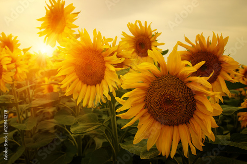 Fototapeta Naklejka Na Ścianę i Meble -   sunflowers and sun