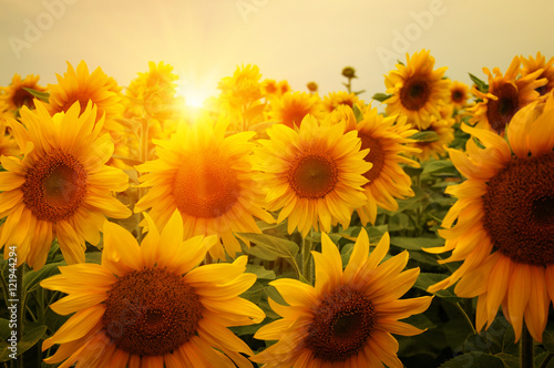 Fototapeta Naklejka Na Ścianę i Meble -   sunflowers and sun