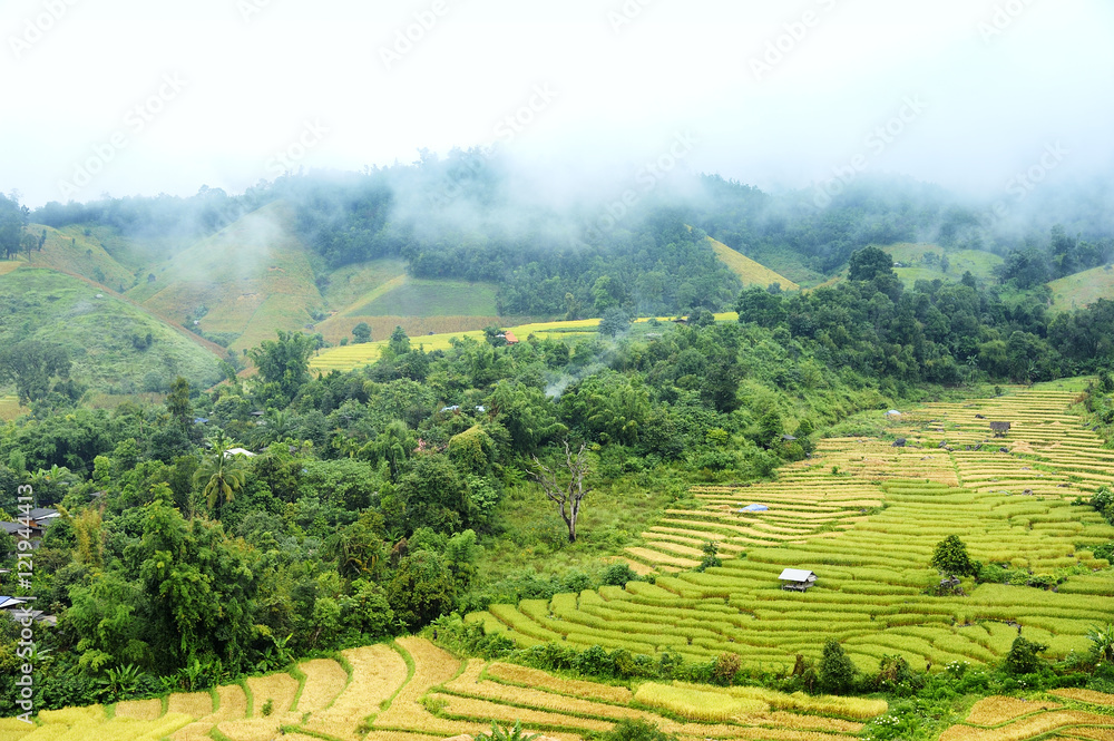 Rice Field and Village at Chiangmai Thailand. Rice Field and Village at Chiangmai Thailand.