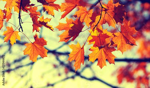 autumn leaves on sky