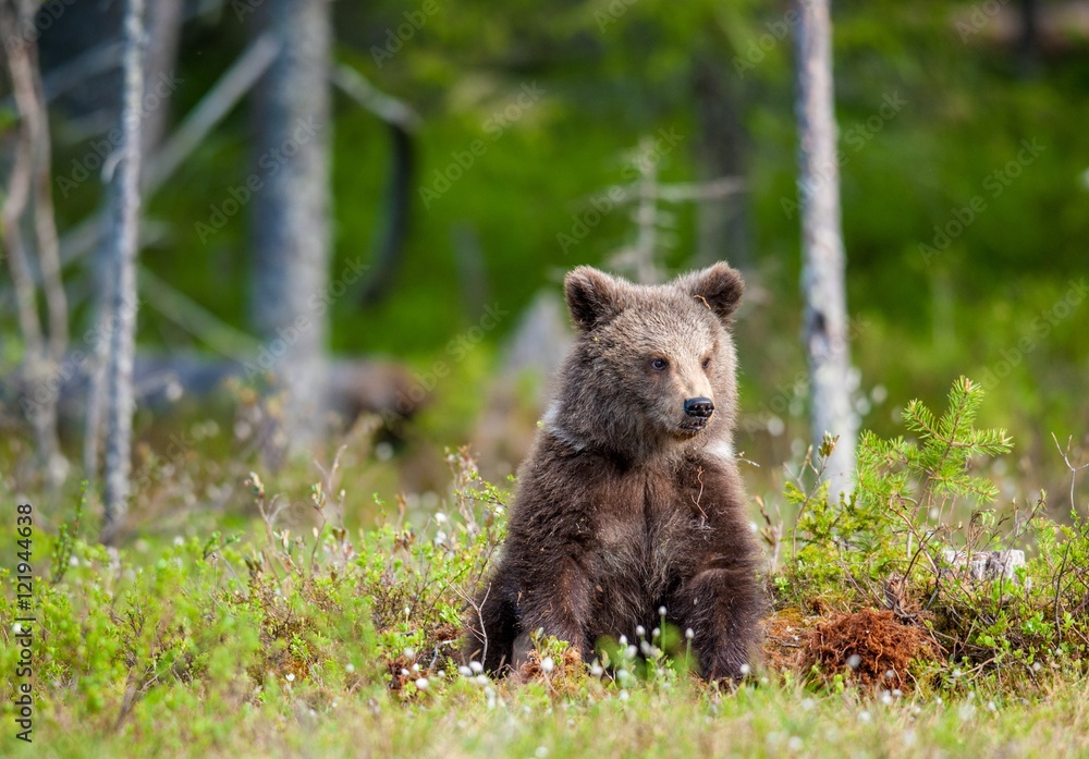 Cub of Brown bear (Ursus Arctos Arctos) in the summer forest. Natural green Background Cub of Brown bear (Ursus Arctos Arctos) in the summer forest. Natural green Background