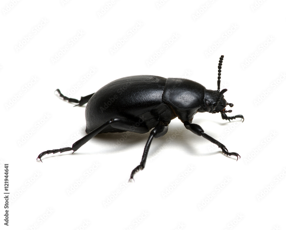 black beetle on white black beetle on white