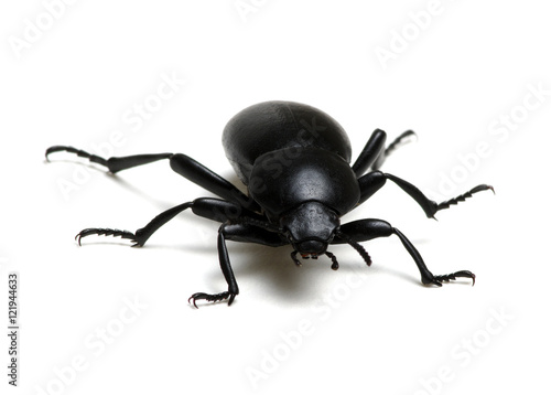 black beetle on white