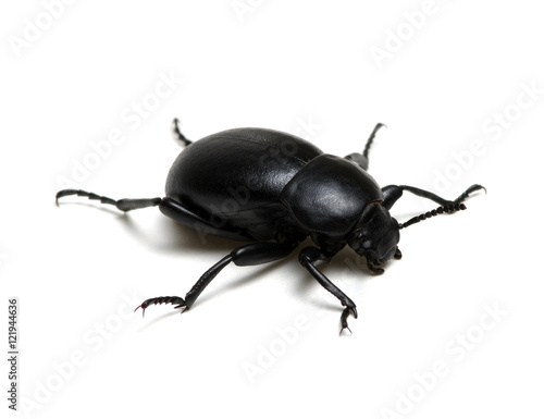 black beetle on white © Alekss