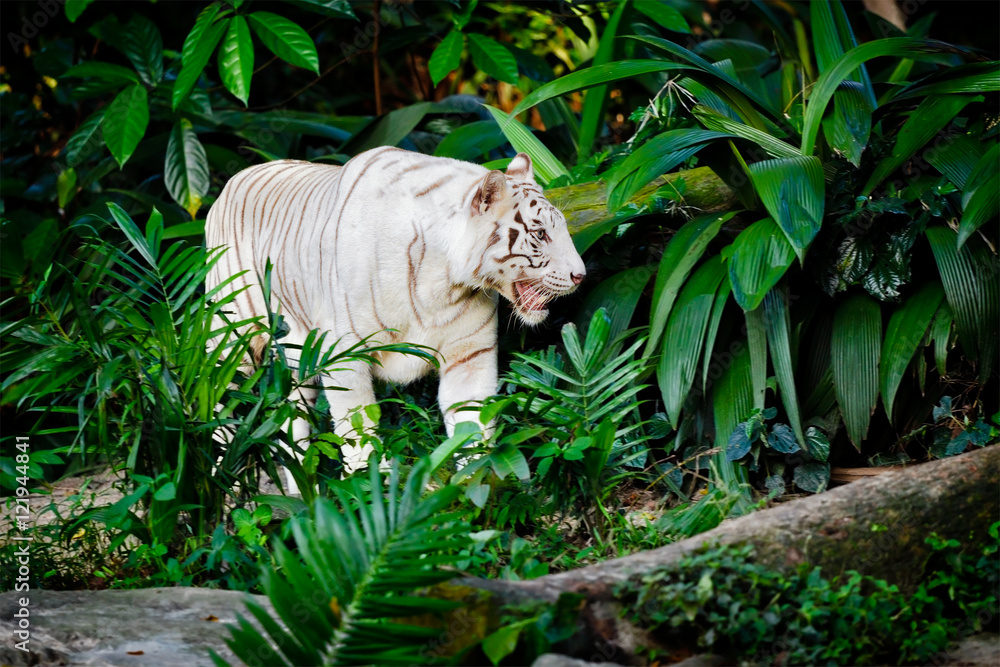 Naklejka premium White tiger