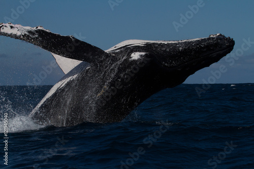 Humpback Whales © Ian