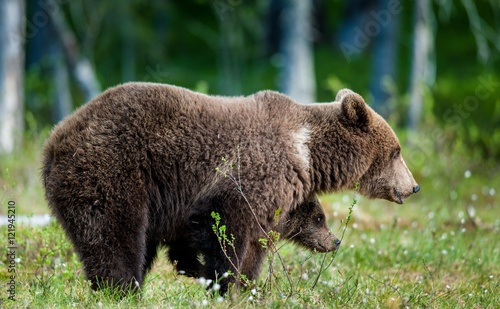 She-Bear and Cub of Brown bear (Ursus Arctos Arctos) in the summer forest. Natural green Background