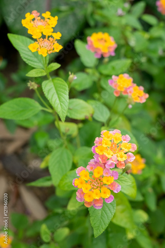 Weeping Lantana, Wild sage