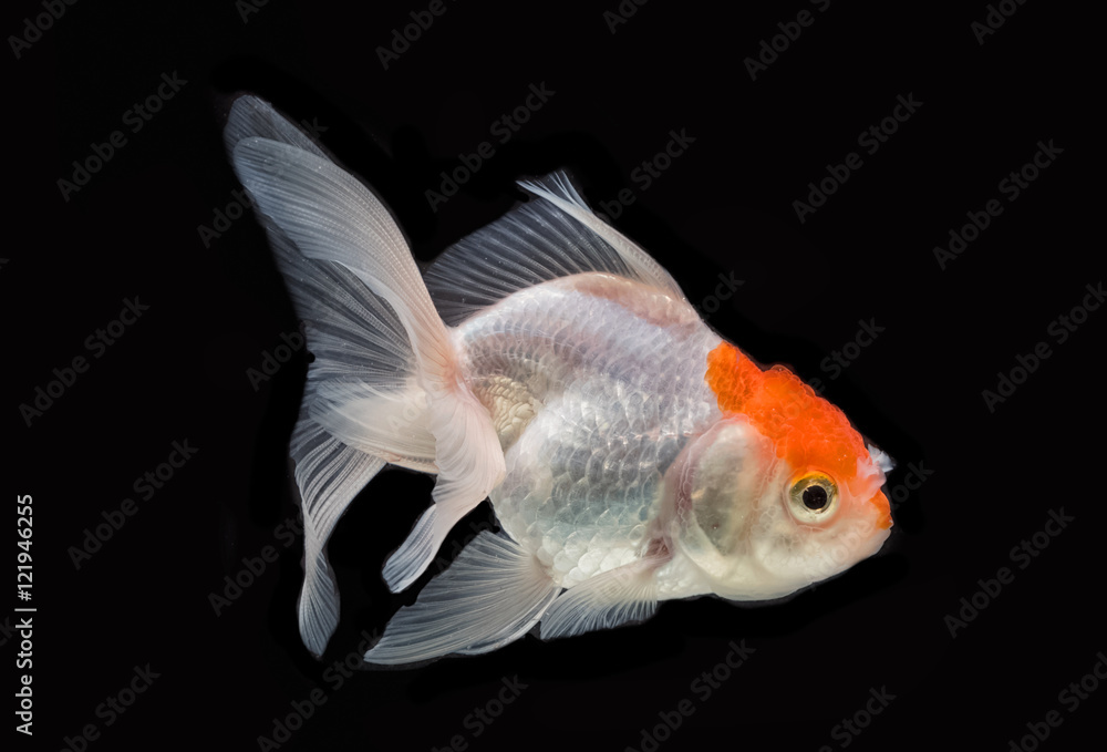 black red cap goldfish