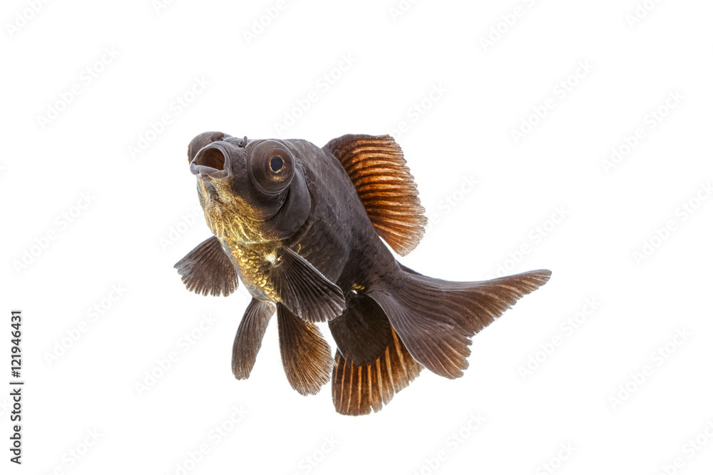 Black goldfish isolate on white background Black goldfish isolate on white background