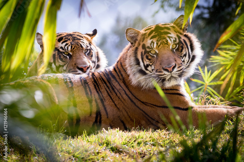 Tiger Brothers