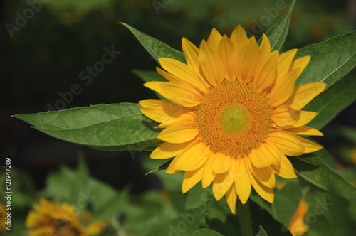 The sunflower closeup background and texture