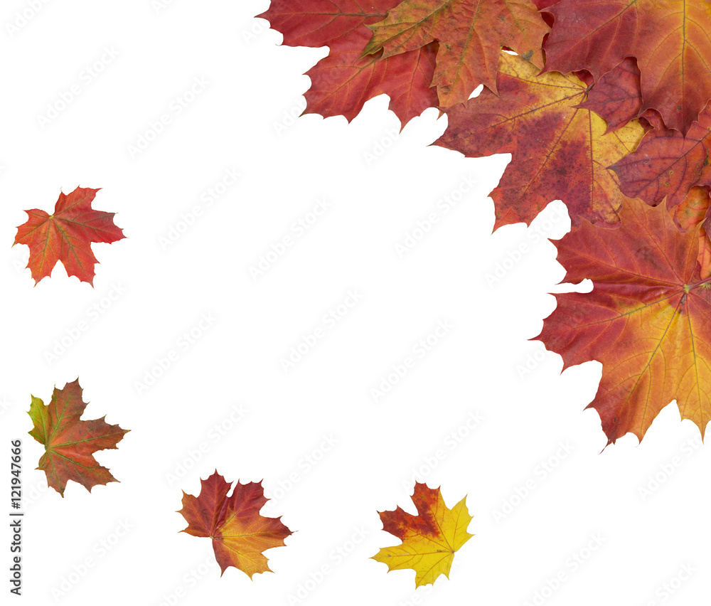 Card of bright autumn maple leaves on a white background Card of bright autumn maple leaves on a white background
