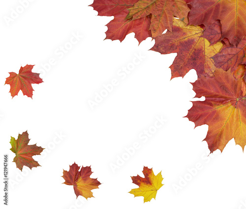 Card of bright autumn maple leaves on a white background