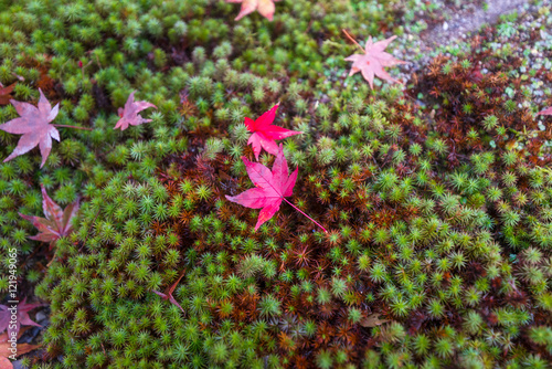 Red maple leaves on  green grass