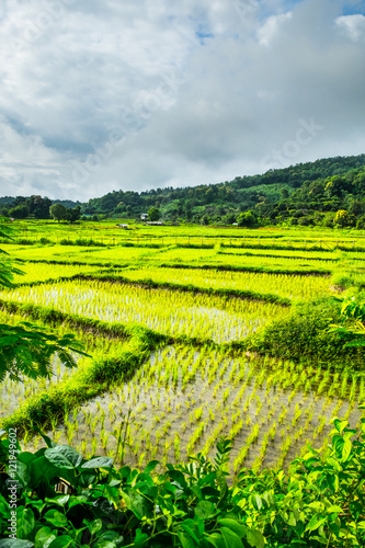 Green rice fields in Thailand