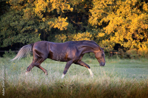 Red Akhal-Teke horse stepping on the trees background at the summer  