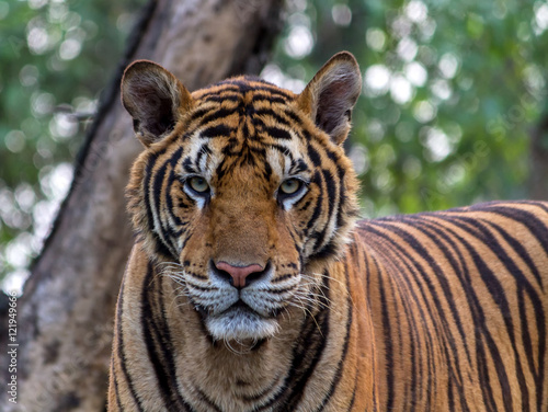 Tiger  portrait of a bengal tiger