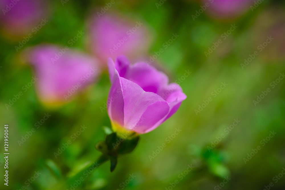 close up of pink flower on green blur background close up of pink flower on green blur background