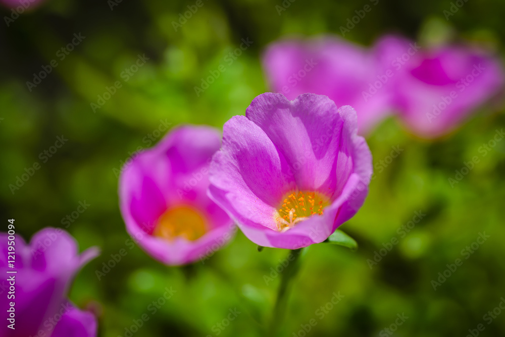 Pink flower Pink flower