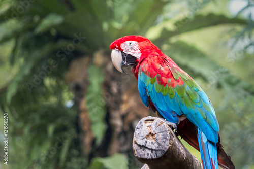 Macaw parrots in nature