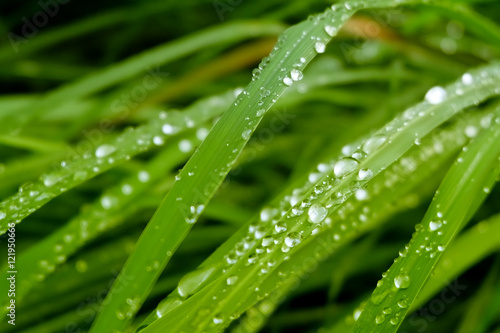 dew drops on grass, green gradients effect