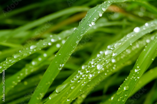 dew drops on grass, green g...